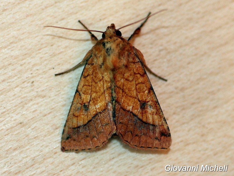 Falena 1 da determinare - Pyrrhia umbra, Noctuidae